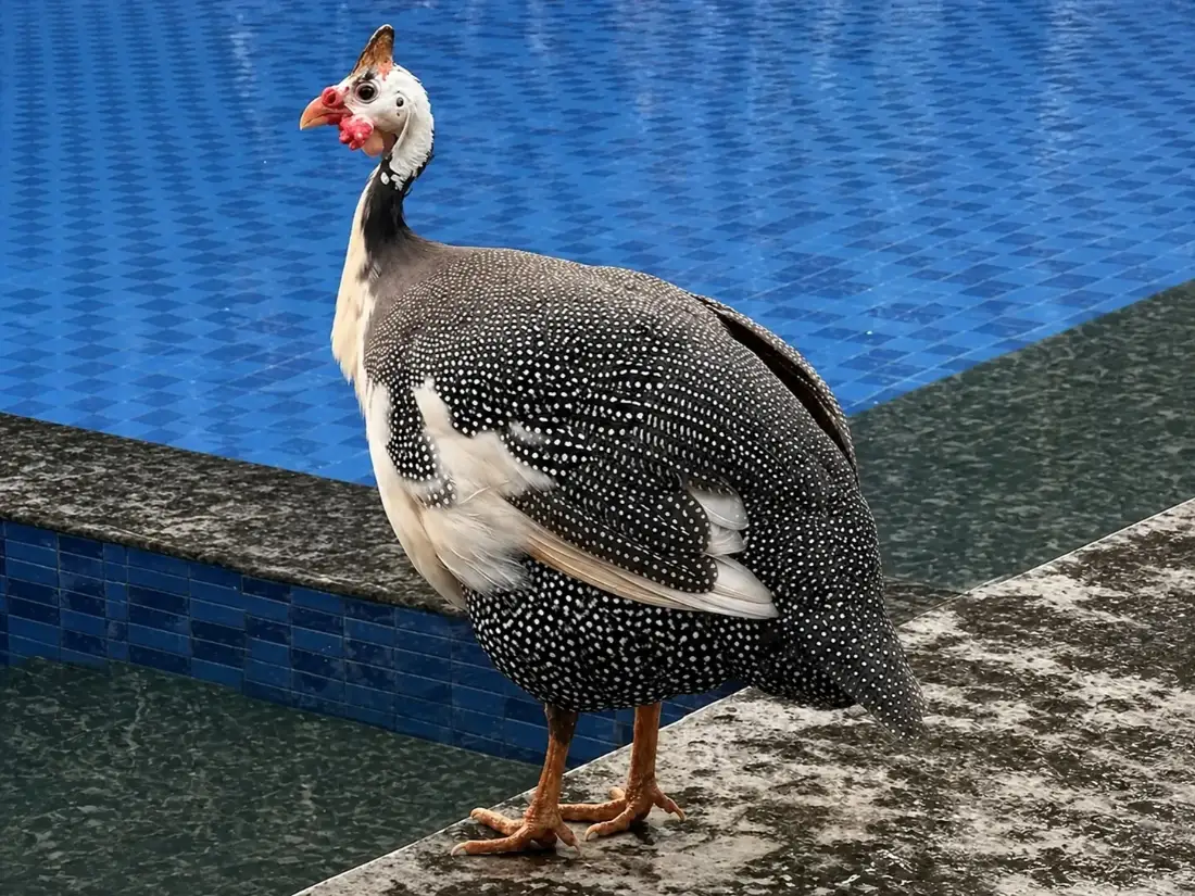 Birdlife by the pool at Birds Nest Resort